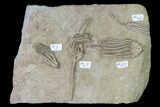 Three Species of Crinoids on One Plate - Crawfordsville, Indiana #150439-1
